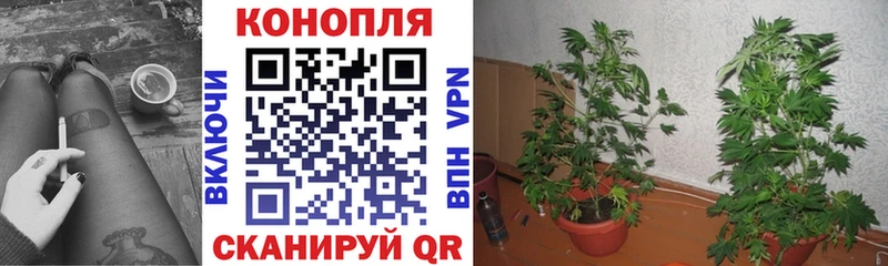 Канабис конопля  mega зеркало  Приозерск  цены  